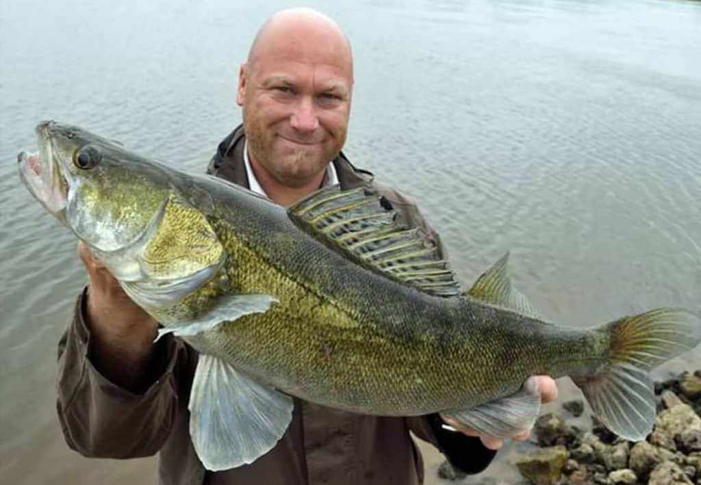 Zander Guiding an der Elbe